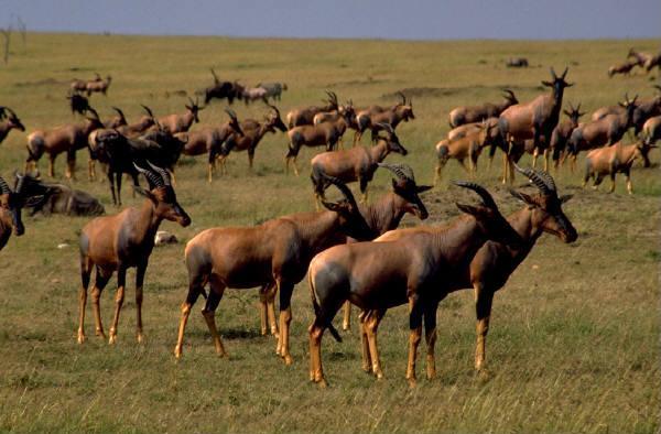 Australian wildlife landscape